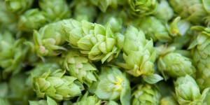 hops_cropped 2